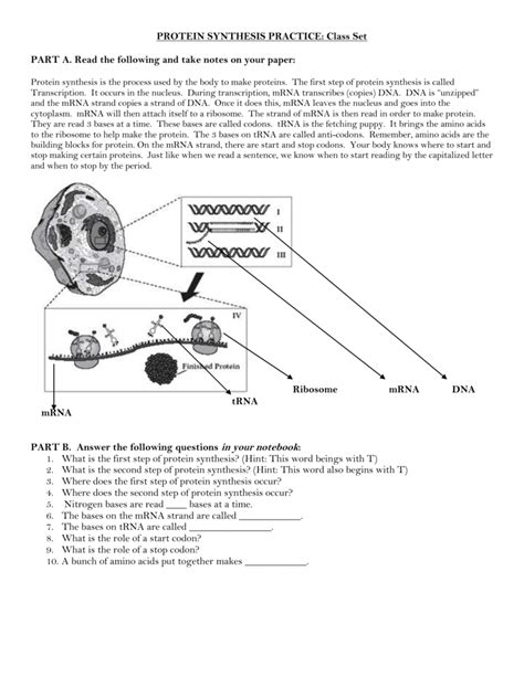 Image result for Protein Synthesis Practice