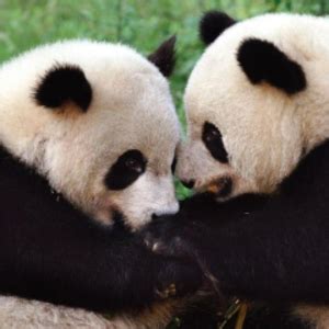 Image result for Panda Example in Python
