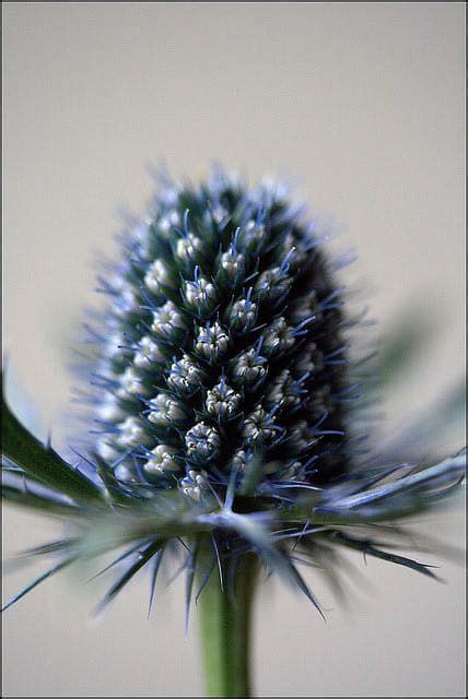Eryngium thistle plant macro photography tips – Artofit