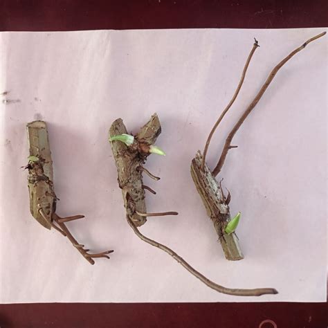 4 Monstera Albo Node Rooted Borsigiana High Rare | Ubuy India