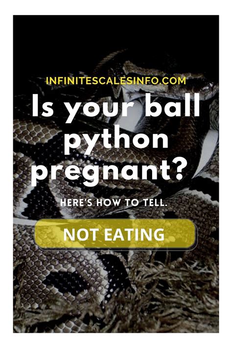 Ball Python Pregnancy 的图像结果