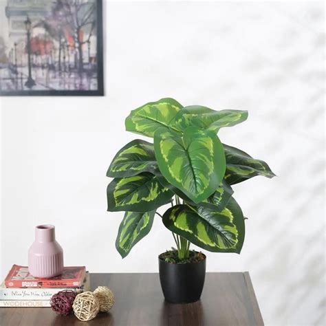 Artificial Pvc Calatheas Silk Plant With Black Pot | 1.8 feet – Dusaan