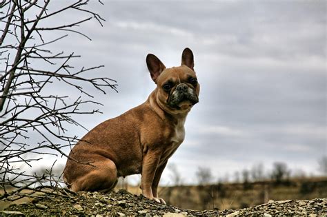 French Bulldog – GoofyTails