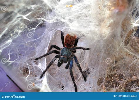 Greenbottle Blue Tarantula Spider. Chromatopelma Cyaneopubescens Stock ...