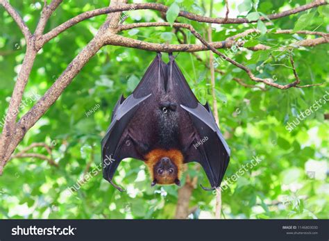 Cute Fruit Bat Drawing