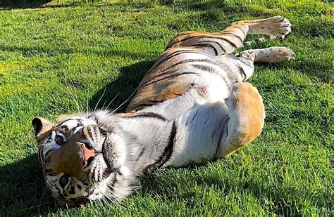 How Exotic Animals Build Bonds: Social Behaviors in Captivity - Lions Tigers and Bears