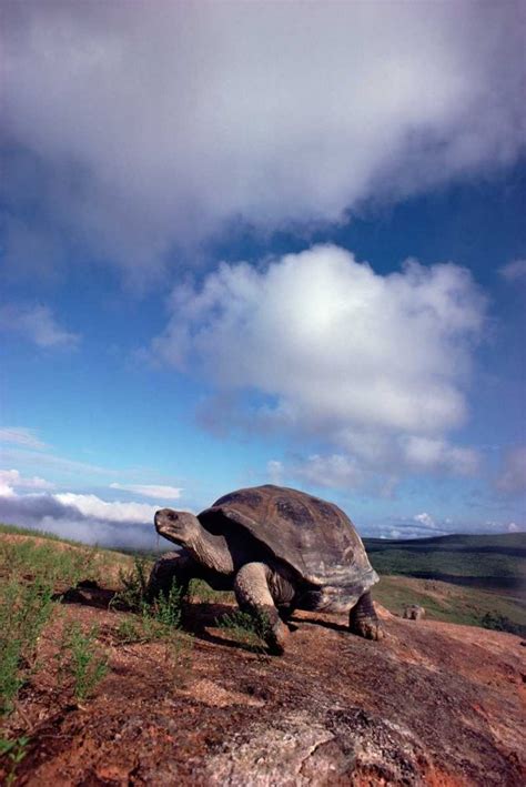 Galapagos Tortoise on Caldera Rim Alcedo Volcano Isabella Island ...