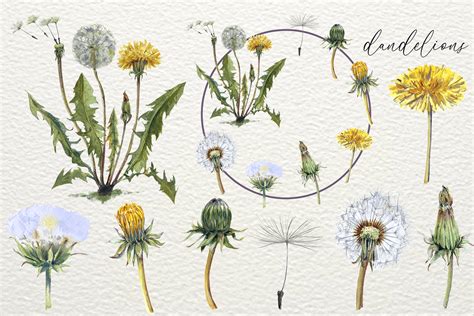 Dandelion Life Cycle