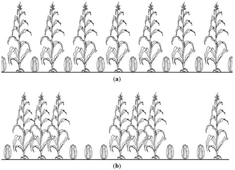 How to Overcome the Slow Death of Intercropping in the North China Plain
