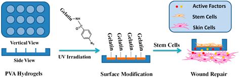 Patterned Polyvinyl Alcohol Hydrogel Dressings with Stem Cells Seeded ...