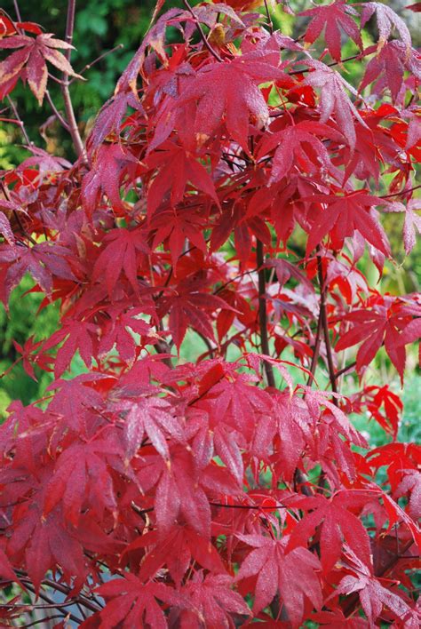 Acer Palmatum Bloodgood | Emerald Plants
