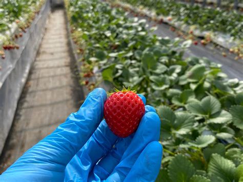 HIMEJI HEARTFUL STRAWBERRY FARM (2026) All You Need to Know BEFORE You ...