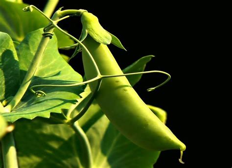 Examples of herbs, shrubs and trees — task. Science CBSE, Class 6.