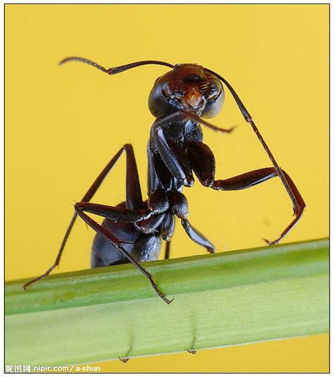 可爱的蚂蚁素材图片免费下载-千库网