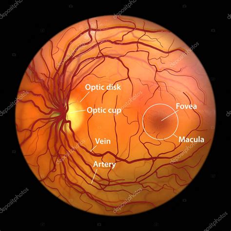 Retina ocular normal, vista oftalmoscópica, ilustración científica etiquetada en 3D que muestra ...