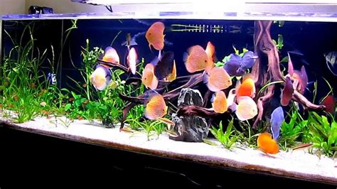Image result for Discus Fish for Beginners