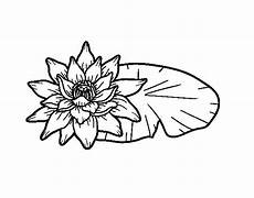disegni fiore di loto disegno di una fiore di loto da colorare acolore disegni fiore di loto disegno di una fiore di loto da colorare acolore