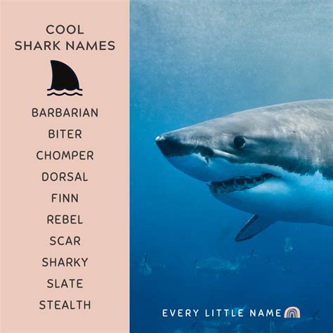 Height Of The Great White Shark