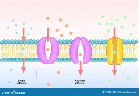 Facilitated Diffusion Or Passive-mediated Transport Cartoon Vector ...