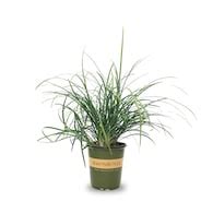 Ornamental Grasses at Lowes.com