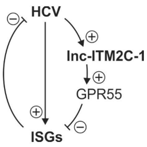 Lnc-ITM2C-1 and GPR55 Are Proviral Host Factors for Hepatitis C Virus