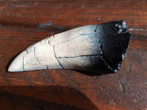 Storybrook Hollow Life Size Tyrannosaurus Rex (T Rex) Dinosaur Tooth ...