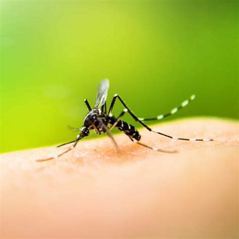 Attic Pest Control 的图像结果