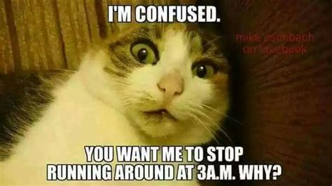 Confused Cat Meme