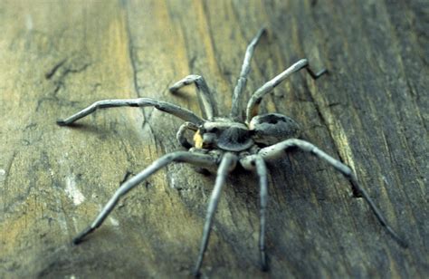 Biggest Wolf Spider