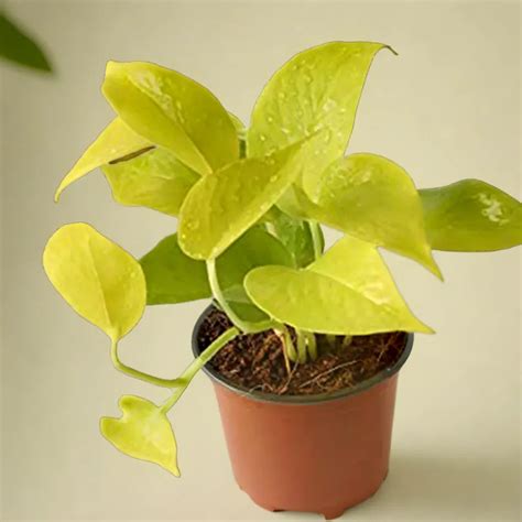 Golden Money Plant (Epipremnum aureum) – Plant Orbit