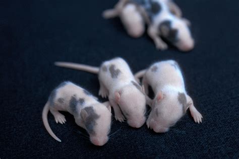 High Can Baby Mice Jump at Erin Hopkins blog