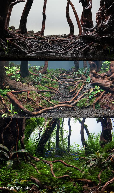 Java Moss Dry Start 的图像结果