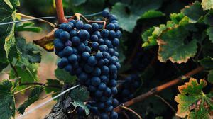 Grapes wallpapers hd, desktop backgrounds, images and pictures