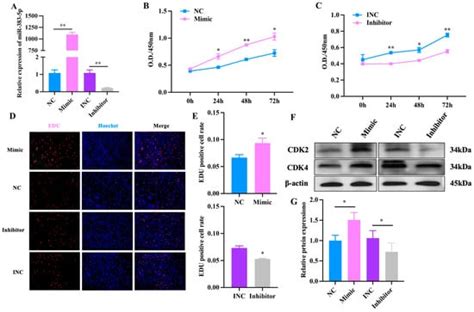 miR-383-5p Regulates Preadipocyte Proliferation and Differentiation by ...