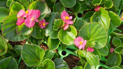 Choosing the Right Begonia for Success : Mulhall's