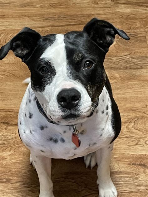 Dalmatian Bull Terrier Mix