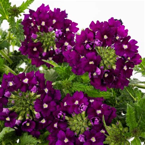 Lowe's Multicolor Verbena in 1.0 Pint Pot 1 -Pack in the Annuals ...