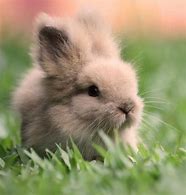 Image result for fluffy bunny baby