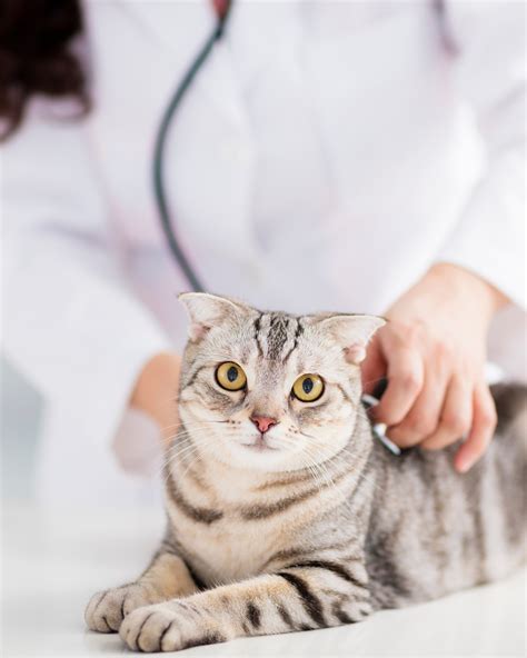 Veterinarians in El Paso TX | Vista Hills Animal Hospital