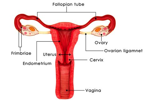 Image result for Reproductive System Parts