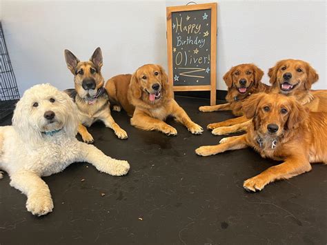 Image result for Behavior Modification for Dogs