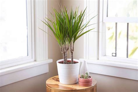 Indoor Dracaena Marginata Care Dragon Tree Growing Guide | Storables