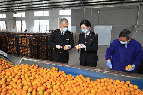 今年台州首批“出国游”蜜橘检验合格 顺利出海-台州频道