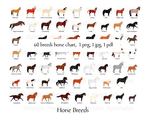 60 Horse Breeds(+mule&donkey) 16*20''printable Chart, Jpg, Pdf, Png ...