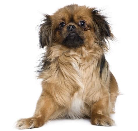 Tibetan Spaniel - Dog Breed Guide