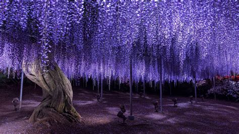 Image result for Purple Tree