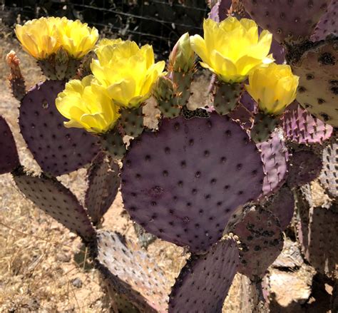 Purple Prickly Pear Cactus Flower