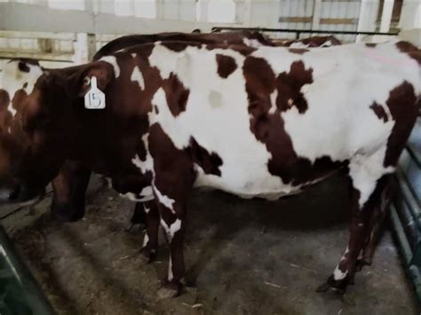 A Family Milk Cow: How Much Will She Cost? – Family Farm Livestock
