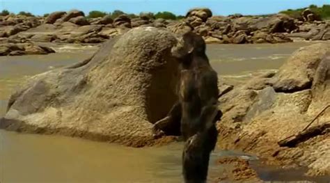 Australopithecus Documentary 的图像结果