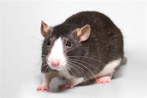 Image result for Rat Dance Note Block